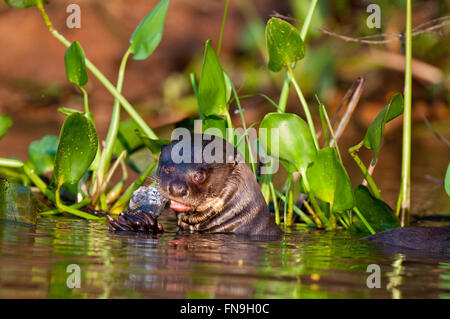 Vom Aussterben bedrohte Fluss Riesenotter (Pteronura Brasilienis) einen Fisch zu essen, im Pantanal in Brasilien Stockfoto