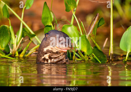 Vom Aussterben bedrohte Fluss Riesenotter (Pteronura Brasilienis) im Pantanal in Brasilien Stockfoto