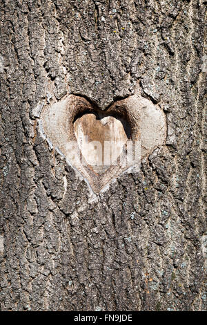 Form des Herzens ausgeschnitten auf die Baumrinde Stockfoto