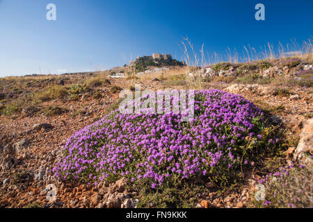 Lindos, Rhodos, südliche Ägäis, Griechenland. Wilder Thymian (Thymus Serpyllum) Blüte auf felsigen Boden unterhalb der Akropolis. Stockfoto