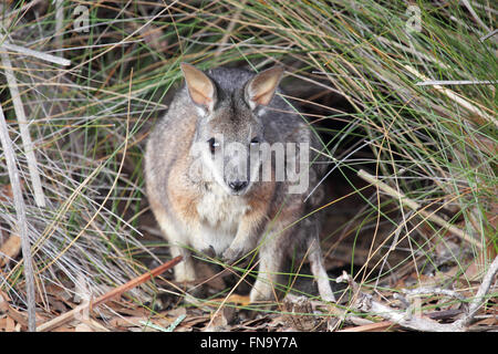 TAMMAR Wallaby (Macropus Eugenii) sitzt im Busch in Flinders Chase Nationalpark auf Kangaroo Island, Australien. Stockfoto