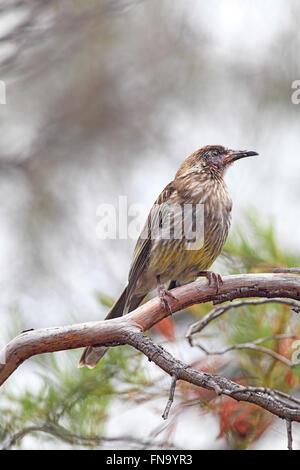 Rotes Wattlebird (Anthochaera Carunculata) sitzt in einem Baum auf Kangaroo Island, South Australia, Australien. Stockfoto