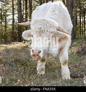 Porträt des Essens Charolais Kuh auf den Gebieten der südlichen Heide in der Nähe von Hilversum in Gooi Bezirk, Niederlande Stockfoto