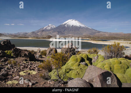 Nationalpark Lauca, Lagunas Cotacotani, die Vulkane Parinacota und Pomerape und Kissen Pflanze (Azorella Compacta), Chile Stockfoto