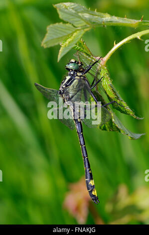 Gemeinsame Clubtail / gemeinsame Club-Tail / Club-tailed Libelle (Befestigung Vulgatissimus) Essen Damselfy Beute Stockfoto