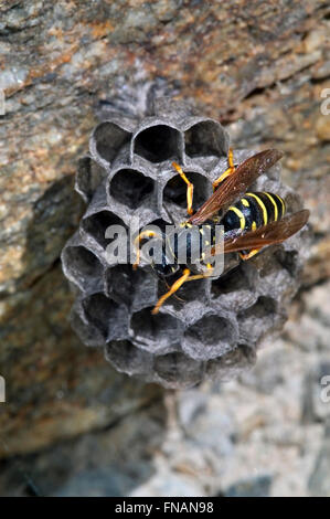 Europäische Paper Wasp (Polistes Dominula / Polistes Dominulus / Polistes Gallicus) am Nest in Felswand Stockfoto