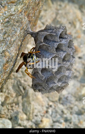 Europäische Paper Wasp (Polistes Dominula / Polistes Dominulus / Polistes Gallicus) am Nest in Felswand Stockfoto