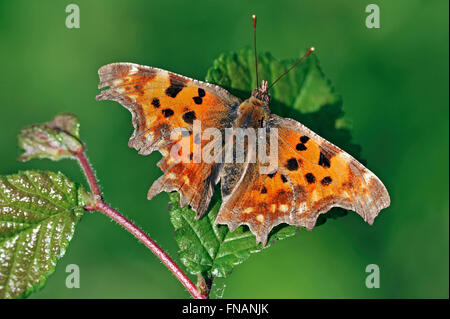 Komma Schmetterling (Polygonia c-Album) ruht auf Blatt mit Flügeln Stockfoto