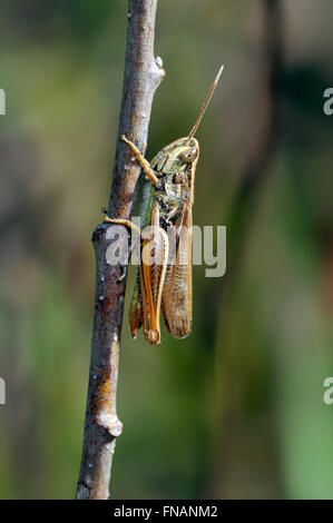 Bogen-winged Grashüpfer (Chorthippus Biguttulus) Stockfoto