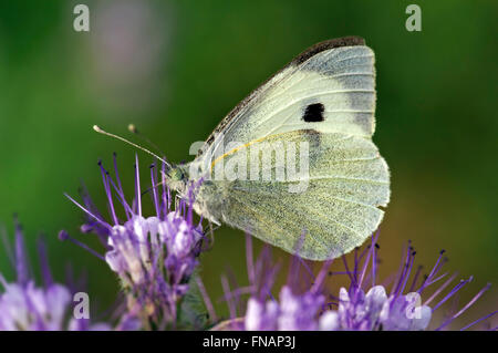 Große weiße / Schmetterling Kohl / Kraut weiß (Pieris Brassicae) mit geschlossenen Flügeln Fütterung auf Blume Stockfoto