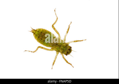 Schwarz-angebundene Abstreicheisen Libelle (Orthetrum Cancellatum) Larve / Nymphe auf weißem Hintergrund Stockfoto