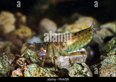 Schwarz-angebundene Abstreicheisen Libelle (Orthetrum Cancellatum) Larve / Nymphe unter Wasser im Teich Stockfoto