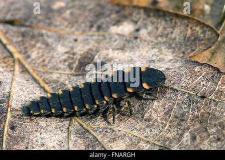 Gemeinsamen Glühwürmchen / gemeinsame Glühwürmchen (Lampyris Noctiluca) Larve Stockfoto