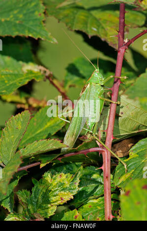 Große grüne Bush Cricket (Tettigonia Viridissima) männlich mit Camouflage Farben im Blackberry Busch Stockfoto