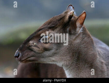 Blauer Duiker Antilope (Cephalophus Monticola, Philantomba Monticola), gefunden im zentralen & südlichen Südafrika Stockfoto