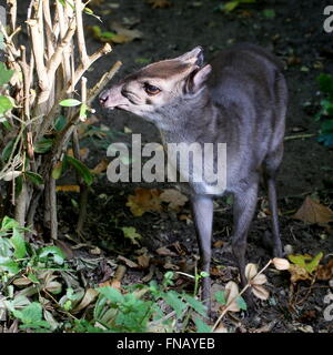 Nahrungssuche Reife Blue Duiker Antilope (Cephalophus Monticola, Philantomba Monticola), gefunden im zentralen & südlichen Südafrika Stockfoto