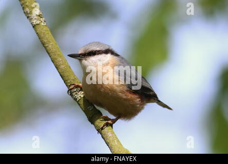 Europäische Kleiber (Sitta Europaea) posiert auf einem Ast Stockfoto