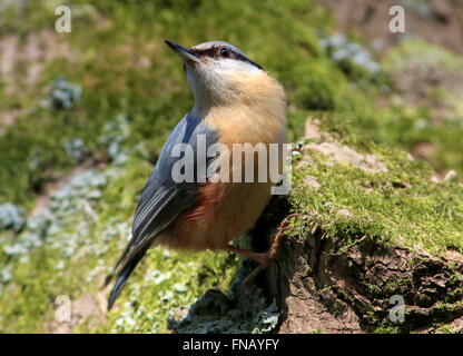 Alert europäischer Kleiber (Sitta Europaea) posiert auf einem moosigen Baumstamm während der Nahrungssuche Stockfoto