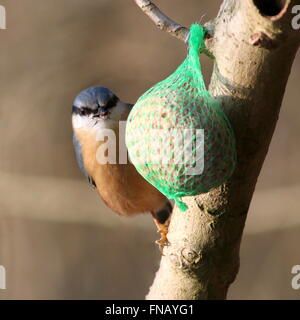 Unerschrockene europäischer Kleiber (Sitta Europaea) Essen Samen von einem dicken Ball in einem Garten Stockfoto