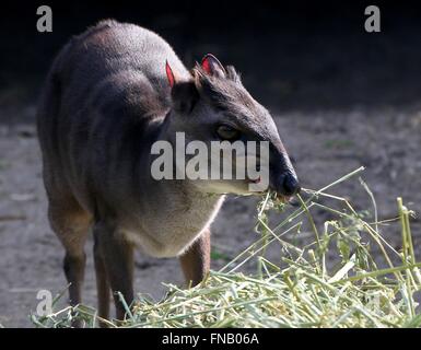 Fütterung von Reifen Blue Duiker Antilope (Cephalophus Monticola, Philantomba Monticola), gefunden im zentralen & südlichen Südafrika Stockfoto