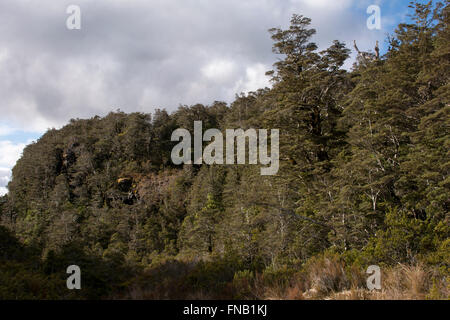 Alten gewachsenen südlichen Buchenwald umfasst Teile des Tongariro National Park an den Hängen des Mount Ruapehu in Neuseeland. Stockfoto