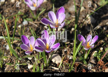 Gruppe von lila Krokusse Blumen mit Sonnenschein am gestreiften Blüten mit gelben Staubgefäßen Stockfoto