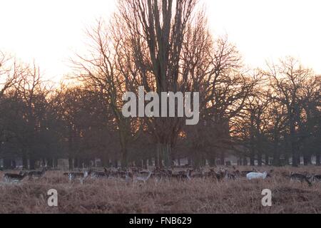 Reh im Bushy park Stockfoto