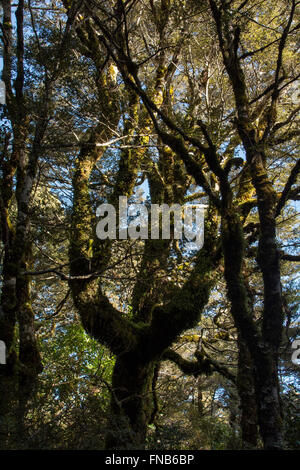 Alten gewachsenen südlichen Buchenwald umfasst Teile des Tongariro National Park an den Hängen des Mount Ruapehu in Neuseeland. Stockfoto