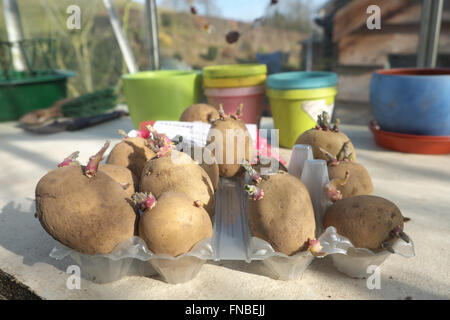 Premiere von Saatgut Kartoffeln Kartoffeln in einer alten Ei-Box in einem Gewächshaus Anfang März bereit für die Bepflanzung Stockfoto