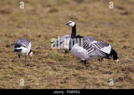 Weißwangengans, einer überwinternden Vogelarten in Großbritannien Stockfoto