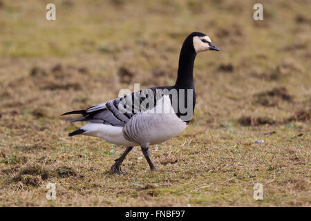 Weißwangengans, einer überwinternden Vogelarten in Großbritannien Stockfoto