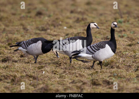 Weißwangengans, einer überwinternden Vogelarten in Großbritannien Stockfoto