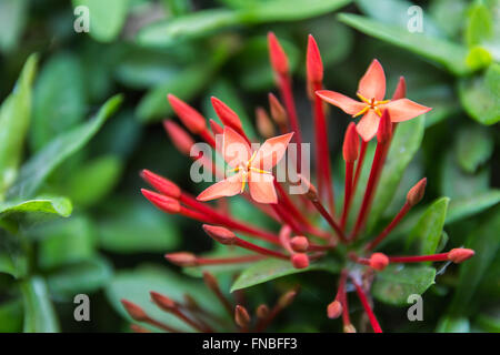 Schöne rote kleine Blumen Rubiaceae Ixora stricta.sensitive Fokus Stockfoto