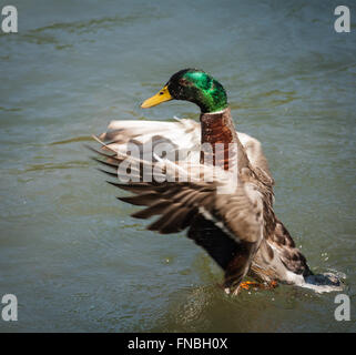 Stockente Drake erstreckt sich seine Flügel Stockfoto