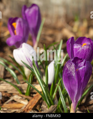 Garten der weiße und violette Frühling Krokusse blühen Stockfoto