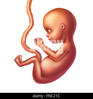 Menschlichen Fötus Konzept Abbildung als pränatale wachsende Baby mit einem Umbilicle Kabel isoliert auf einem weißen Hintergrund als Symbol für die Schwangerschaft Gesundheit und fetalen Gesundheitswesen Symbol geburtshilflichen Medizin. Stockfoto