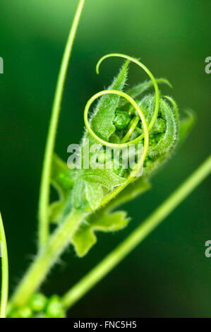 Pflanze mit Stiel von Bryonia Dioica, Fam. Cucurbitaceae klettern. OSSEJA, Languedoc-Roussillon, Pyrenäen Orientales, Frankreich Stockfoto