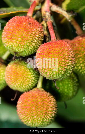 Erdbeerbaum (Arbutus Madrid) Früchte. Turo del Putxet Park, Barcelona, Katalonien, Spanien Stockfoto