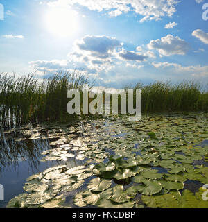 Schönen Teich mit Schilf und grüne Seerosen am Morgen Stockfoto