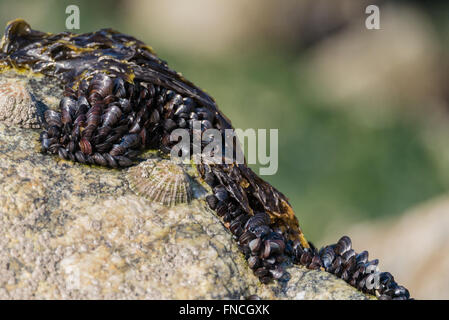 Nahaufnahme von Muscheln auf den Felsen nahe dem Meer, Portugal Stockfoto