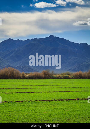 Wüste-Bauernhof in Phoenix Az mit South Mountain im Hintergrund Stockfoto