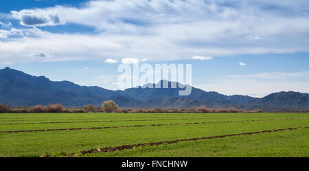 Wüste-Bauernhof in Phoenix Az mit South Mountain im Hintergrund Stockfoto