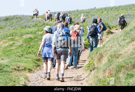 Wandern unter Bluebell bedeckt Insel. Teppich aus Glockenblumen. Skomer Island.Pembrokeshire,Wales.Welsh. Stockfoto