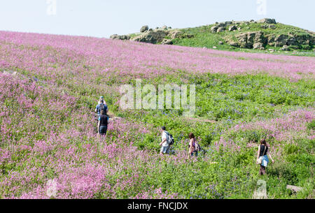 Wandern zwischen Bluebell und rote Campion Blumen bedeckte Insel. Teppich aus Glockenblumen. Skomer Island.Pembrokeshire,Wales.Welsh. Stockfoto