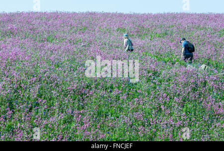 Wandern zwischen Bluebell und rote Campion Blumen bedeckte Insel. Teppich aus Glockenblumen. Skomer Island.Pembrokeshire,Wales.Welsh. Stockfoto