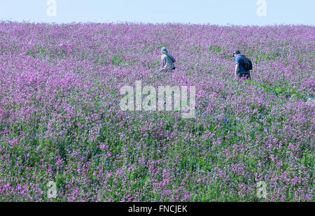 Wandern zwischen Bluebell und rote Campion Blumen bedeckte Insel. Teppich aus Glockenblumen. Skomer Island.Pembrokeshire,Wales.Welsh. Stockfoto