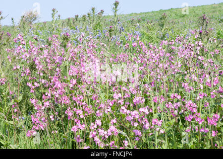 Wandern zwischen Bluebell und rote Campion Blumen bedeckte Insel. Teppich aus Glockenblumen. Skomer Island.Pembrokeshire,Wales.Welsh. Stockfoto