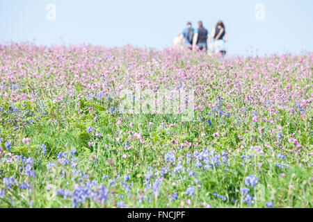 Wandern zwischen Bluebell und rote Campion Blumen bedeckte Insel. Teppich aus Glockenblumen. Skomer Island.Pembrokeshire,Wales.Welsh. Stockfoto