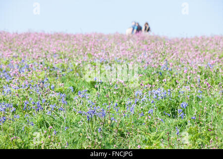 Wandern zwischen Bluebell und rote Campion Blumen bedeckte Insel. Teppich aus Glockenblumen. Skomer Island.Pembrokeshire,Wales.Welsh. Stockfoto