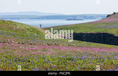 Wandern zwischen Bluebell und rote Campion Blumen bedeckte Insel. Teppich aus Glockenblumen. Skomer Island.Pembrokeshire,Wales.Welsh. Stockfoto